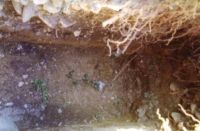 Cronica Cercetărilor Arheologice din România, Campania 2000. Raportul nr. 203, Târgovişte, Parcul Chindia<br /><a href='CronicaCAfotografii/2000/203/fig1.jpg' target=_blank>Priveşte aceeaşi imagine într-o fereastră nouă</a>