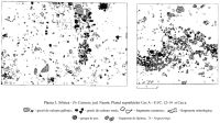 Cronica Cercetărilor Arheologice din România, Campania 2001. Raportul nr. 204, Siliştea, Pe Cetăţuie.<br /> Sectorul imaginisilistea-pe-cetatuie-bolohan.<br /><a href='CronicaCAfotografii/2001/204/plansa3.jpg' target=_blank>Priveşte aceeaşi imagine într-o fereastră nouă</a>