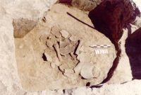 Cronica Cercetărilor Arheologice din România, Campania 2001. Raportul nr. 211, Stelnica, Grădiştea Mare<br /><a href='CronicaCAfotografii/2001/211/stelnica-fig-8.JPG' target=_blank>Priveşte aceeaşi imagine într-o fereastră nouă</a>