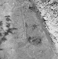 Cronica Cercetărilor Arheologice din România, Campania 2002. Raportul nr. 43, Caransebeş, Balta Sărată-Câmpul lui Poşta (Câmpul lui Poşta, Poşta lui Maier)<br /><a href='CronicaCAfotografii/2002/043/BSFig9.jpg' target=_blank>Priveşte aceeaşi imagine într-o fereastră nouă</a>