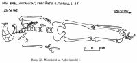 Chronicle of the Archaeological Excavations in Romania, 2002 Campaign. Report no. 72, Desa, La ruptură<br /><a href='CronicaCAfotografii/2002/072/11.jpg' target=_blank>Display the same picture in a new window</a>