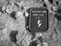 Cronica Cercetărilor Arheologice din România, Campania 2002. Raportul nr. 175, Scânteia, La Nuci (Dealul Bodeştilor).<br /> Sectorul Rezerve.<br /><a href='CronicaCAfotografii/2002/175/Sacnt4.jpg' target=_blank>Priveşte aceeaşi imagine într-o fereastră nouă</a>