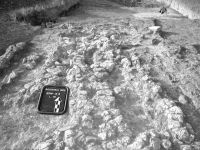 Cronica Cercetărilor Arheologice din România, Campania 2002. Raportul nr. 175, Scânteia, La Nuci (Dealul Bodeştilor).<br /> Sectorul Rezerve.<br /><a href='CronicaCAfotografii/2002/175/Scant1.jpg' target=_blank>Priveşte aceeaşi imagine într-o fereastră nouă</a>