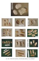 Cronica Cercetărilor Arheologice din România, Campania 2003. Raportul nr. 130, Năvodari, La Ostrov (Lacul Taşaul)<br /><a href='CronicaCAfotografii/2003/130/navodari-tasaul-pl-8.jpg' target=_blank>Priveşte aceeaşi imagine într-o fereastră nouă</a>