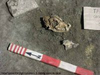 Cronica Cercetărilor Arheologice din România, Campania 2003. Raportul nr. 195, Târgu Frumos, Baza Pătule<br /><a href='CronicaCAfotografii/2003/195/TarguFrumos-014-Fig2.JPG' target=_blank>Priveşte aceeaşi imagine într-o fereastră nouă</a>