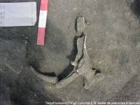 Cronica Cercetărilor Arheologice din România, Campania 2003. Raportul nr. 195, Târgu Frumos, Baza Pătule<br /><a href='CronicaCAfotografii/2003/195/TarguFrumos-017-Fig5.JPG' target=_blank>Priveşte aceeaşi imagine într-o fereastră nouă</a>