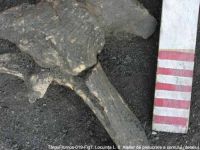 Cronica Cercetărilor Arheologice din România, Campania 2003. Raportul nr. 195, Târgu Frumos, Baza Pătule<br /><a href='CronicaCAfotografii/2003/195/TarguFrumos-019-Fig7.JPG' target=_blank>Priveşte aceeaşi imagine într-o fereastră nouă</a>