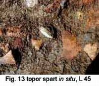 Cronica Cercetărilor Arheologice din România, Campania 2003. Raportul nr. 202, Ţaga, Baza Arheologică (Păşune)<br /><a href='CronicaCAfotografii/2003/202/Taga-13.jpg' target=_blank>Priveşte aceeaşi imagine într-o fereastră nouă</a>