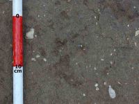 Cronica Cercetărilor Arheologice din România, Campania 2004. Raportul nr. 53, Bucşani, La Pod<br /><a href='CronicaCAfotografii/2004/053/rsz-0.jpg' target=_blank>Priveşte aceeaşi imagine într-o fereastră nouă</a>