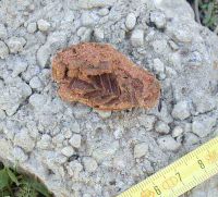 Cronica Cercetărilor Arheologice din România, Campania 2004. Raportul nr. 53, Bucşani, La Pod<br /><a href='CronicaCAfotografii/2004/053/rsz-8.jpg' target=_blank>Priveşte aceeaşi imagine într-o fereastră nouă</a>