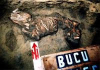 Chronicle of the Archaeological Excavations in Romania, 2004 Campaign. Report no. 54, Bucu, Pochina Bucu (Rezervaţia Arheologică)<br /><a href='CronicaCAfotografii/2004/054/rsz-1.jpg' target=_blank>Display the same picture in a new window</a>