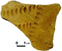 Cronica Cercetărilor Arheologice din România, Campania 2004. Raportul nr. 109, Coslogeni, Grădiştea Coslogeni (La Clinci)<br /><a href='CronicaCAfotografii/2004/109/rsz-18.jpg' target=_blank>Priveşte aceeaşi imagine într-o fereastră nouă</a>