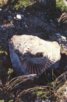 Cronica Cercetărilor Arheologice din România, Campania 2004. Raportul nr. 163, Pantelimon, Cetate<br /><a href='CronicaCAfotografii/2004/163/rsz-21.jpg' target=_blank>Priveşte aceeaşi imagine într-o fereastră nouă</a>