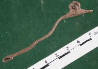 Cronica Cercetărilor Arheologice din România, Campania 2004. Raportul nr. 163, Pantelimon, Cetate<br /><a href='CronicaCAfotografii/2004/163/rsz-23.jpg' target=_blank>Priveşte aceeaşi imagine într-o fereastră nouă</a>