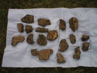 Cronica Cercetărilor Arheologice din România, Campania 2004. Raportul nr. 198, Scânteia, La Nuci (Dealul Bodeştilor).<br /> Sectorul Rezerve.<br /><a href='CronicaCAfotografii/2004/198/rsz-5.jpg' target=_blank>Priveşte aceeaşi imagine într-o fereastră nouă</a>