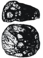 Cronica Cercetărilor Arheologice din România, Campania 2004. Raportul nr. 206, Siret, Dealul Ruina<br /><a href='CronicaCAfotografii/2004/206/rsz-56.jpg' target=_blank>Priveşte aceeaşi imagine într-o fereastră nouă</a>