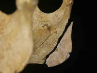 Cronica Cercetărilor Arheologice din România, Campania 2004. Raportul nr. 210, Steierdorf, Plopa-Ponor (Peştera cu Oase)<br /><a href='CronicaCAfotografii/2004/210/rsz-6.jpg' target=_blank>Priveşte aceeaşi imagine într-o fereastră nouă</a>