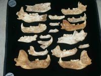 Cronica Cercetărilor Arheologice din România, Campania 2004. Raportul nr. 210, Steierdorf, Plopa-Ponor (Peştera cu Oase)<br /><a href='CronicaCAfotografii/2004/210/rsz-7.jpg' target=_blank>Priveşte aceeaşi imagine într-o fereastră nouă</a>