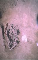 Cronica Cercetărilor Arheologice din România, Campania 2004. Raportul nr. 211, Stelnica, Grădiştea Mare<br /><a href='CronicaCAfotografii/2004/211/rsz-1.jpg' target=_blank>Priveşte aceeaşi imagine într-o fereastră nouă</a>