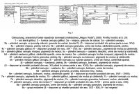 Cronica Cercetărilor Arheologice din România, Campania 2005. Raportul nr. 53, Câmpulung, Mânăstirea Negru Vodă<br /><a href='CronicaCAfotografii/2005/053/rsz-2.jpg' target=_blank>Priveşte aceeaşi imagine într-o fereastră nouă</a>