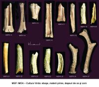 Chronicle of the Archaeological Excavations in Romania, 2005 Campaign. Report no. 117, Miercurea Sibiului, Petriş<br /><a href='CronicaCAfotografii/2005/117/rsz-3.jpg' target=_blank>Display the same picture in a new window</a>