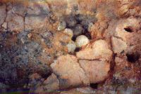 Cronica Cercetărilor Arheologice din România, Campania 2005. Raportul nr. 134, Parţa, Casa Cerbului<br /><a href='CronicaCAfotografii/2005/134/rsz-1.jpg' target=_blank>Priveşte aceeaşi imagine într-o fereastră nouă</a>