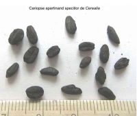 Cronica Cercetărilor Arheologice din România, Campania 2005. Raportul nr. 137, Petreştii De Jos, Dealul lui Horna<br /><a href='CronicaCAfotografii/2005/137/rsz-11.jpg' target=_blank>Priveşte aceeaşi imagine într-o fereastră nouă</a>