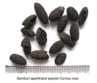 Cronica Cercetărilor Arheologice din România, Campania 2005. Raportul nr. 137, Petreştii De Jos, Dealul lui Horna<br /><a href='CronicaCAfotografii/2005/137/rsz-12.jpg' target=_blank>Priveşte aceeaşi imagine într-o fereastră nouă</a>