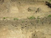 Cronica Cercetărilor Arheologice din România, Campania 2005. Raportul nr. 159, Dulceşti, Ferma legumicolă<br /><a href='CronicaCAfotografii/2005/159/rsz-14.jpg' target=_blank>Priveşte aceeaşi imagine într-o fereastră nouă</a>