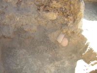 Cronica Cercetărilor Arheologice din România, Campania 2005. Raportul nr. 159, Dulceşti, Ferma legumicolă<br /><a href='CronicaCAfotografii/2005/159/rsz-19.jpg' target=_blank>Priveşte aceeaşi imagine într-o fereastră nouă</a>