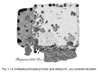 Cronica Cercetărilor Arheologice din România, Campania 2005. Raportul nr. 161, Ruginoasa, Dealul Drăghici<br /><a href='CronicaCAfotografii/2005/161/rsz-0.jpg' target=_blank>Priveşte aceeaşi imagine într-o fereastră nouă</a>