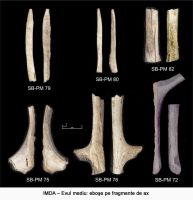 Cronica Cercetărilor Arheologice din România, Campania 2005. Raportul nr. 173, Sibiu, Piaţa Mică<br /><a href='CronicaCAfotografii/2005/173/rsz-3.jpg' target=_blank>Priveşte aceeaşi imagine într-o fereastră nouă</a>