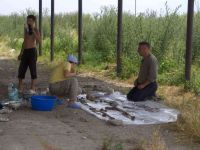 Cronica Cercetărilor Arheologice din România, Campania 2005. Raportul nr. 184, Stelnica, Grădiştea Mare<br /><a href='CronicaCAfotografii/2005/184/rsz-3.jpg' target=_blank>Priveşte aceeaşi imagine într-o fereastră nouă</a>