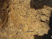 Cronica Cercetărilor Arheologice din România, Campania 2005. Raportul nr. 204, Ţaga, Baza Arheologică (Păşune)<br /><a href='CronicaCAfotografii/2005/204/rsz-5.jpg' target=_blank>Priveşte aceeaşi imagine într-o fereastră nouă</a>