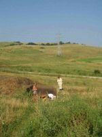 Cronica Cercetărilor Arheologice din România, Campania 2005. Raportul nr. 204, Ţaga, Baza Arheologică (Păşune)<br /><a href='CronicaCAfotografii/2005/204/rsz-7.jpg' target=_blank>Priveşte aceeaşi imagine într-o fereastră nouă</a>