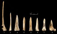 Cronica Cercetărilor Arheologice din România, Campania 2006. Raportul nr. 49, Capidava, Cetate.<br /> Sectorul 06La-Bursuci.<br /><a href='CronicaCAfotografii/2006/049/rsz-0.jpg' target=_blank>Priveşte aceeaşi imagine într-o fereastră nouă</a>