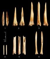 Cronica Cercetărilor Arheologice din România, Campania 2006. Raportul nr. 49, Capidava, Cetate.<br /> Sectorul 06La-Bursuci.<br /><a href='CronicaCAfotografii/2006/049/rsz-4.jpg' target=_blank>Priveşte aceeaşi imagine într-o fereastră nouă</a>