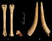 Cronica Cercetărilor Arheologice din România, Campania 2006. Raportul nr. 49, Capidava, Cetate.<br /> Sectorul 06La-Bursuci.<br /><a href='CronicaCAfotografii/2006/049/rsz-5.jpg' target=_blank>Priveşte aceeaşi imagine într-o fereastră nouă</a>