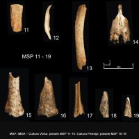 Chronicle of the Archaeological Excavations in Romania, 2006 Campaign. Report no. 121, Miercurea Sibiului, Petriş<br /><a href='CronicaCAfotografii/2006/121/rsz-1.jpg' target=_blank>Display the same picture in a new window</a>