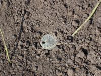 Cronica Cercetărilor Arheologice din România, Campania 2006. Raportul nr. 153, Dulceşti, Ferma legumicolă<br /><a href='CronicaCAfotografii/2006/153/rsz-0.jpg' target=_blank>Priveşte aceeaşi imagine într-o fereastră nouă</a>