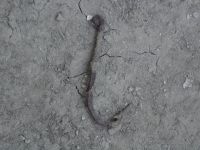 Cronica Cercetărilor Arheologice din România, Campania 2006. Raportul nr. 153, Dulceşti, Ferma legumicolă<br /><a href='CronicaCAfotografii/2006/153/rsz-5.jpg' target=_blank>Priveşte aceeaşi imagine într-o fereastră nouă</a>