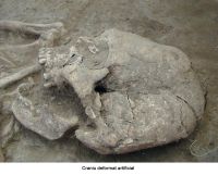 Cronica Cercetărilor Arheologice din România, Campania 2006. Raportul nr. 173, Slava Rusă, Cetatea Fetei (Ibida, Kizil Hisar).<br /> Sectorul Ibida-planse-jpeg.<br /><a href='CronicaCAfotografii/2006/173/rsz-5.jpg' target=_blank>Priveşte aceeaşi imagine într-o fereastră nouă</a>