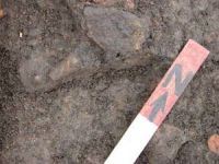 Cronica Cercetărilor Arheologice din România, Campania 2007. Raportul nr. 69, Fulgeriş, La Trei Cireşi (Dealul Fulgeriş).<br /> Sectorul Ilustratie.<br /><a href='CronicaCAfotografii/2007/069-FULGERIS-BC-La3Ciresi-C/fig-14e.jpg' target=_blank>Priveşte aceeaşi imagine într-o fereastră nouă</a>