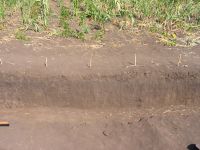 Cronica Cercetărilor Arheologice din România, Campania 2007. Raportul nr. 84, Isaiia, Balta Popii<br /><a href='CronicaCAfotografii/2007/084-ISAIIA-IS-BaltaPopii-C/fig-1-3.jpg' target=_blank>Priveşte aceeaşi imagine într-o fereastră nouă</a>