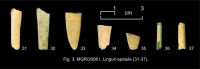 Cronica Cercetărilor Arheologice din România, Campania 2007. Raportul nr. 103, Măgura, Teleor 003 (Buduiasca, Boldul lui Moş Ivănuş).<br /> Sectorul 01-poze-IMDA.<br /><a href='CronicaCAfotografii/2007/103-MAGURA-TR-Buduiasca-1/02linguri-spatule-31-37.jpg' target=_blank>Priveşte aceeaşi imagine într-o fereastră nouă</a>