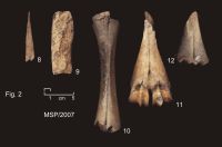 Chronicle of the Archaeological Excavations in Romania, 2007 Campaign. Report no. 105, Miercurea Sibiului, Petriş<br /><a href='CronicaCAfotografii/2007/105-MiercureaSibiuliu-Pietris/fig-2-msp-2007.jpg' target=_blank>Display the same picture in a new window</a>