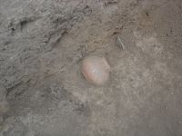 Cronica Cercetărilor Arheologice din România, Campania 2007. Raportul nr. 144, Dulceşti, Ferma legumicolă<br /><a href='CronicaCAfotografii/2007/144-ROSIORI-NT-TarinaVeche-1/cana-in-situ-gr-2-cas-b.JPG' target=_blank>Priveşte aceeaşi imagine într-o fereastră nouă</a>