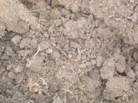 Cronica Cercetărilor Arheologice din România, Campania 2007. Raportul nr. 144, Dulceşti, Ferma legumicolă<br /><a href='CronicaCAfotografii/2007/144-ROSIORI-NT-TarinaVeche-1/carlig-de-pescuit-strat-antic-cas-b.JPG' target=_blank>Priveşte aceeaşi imagine într-o fereastră nouă</a>