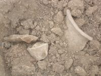 Cronica Cercetărilor Arheologice din România, Campania 2007. Raportul nr. 144, Dulceşti, Ferma legumicolă<br /><a href='CronicaCAfotografii/2007/144-ROSIORI-NT-TarinaVeche-1/catuie-l1cas-b.JPG' target=_blank>Priveşte aceeaşi imagine într-o fereastră nouă</a>