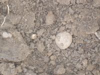 Cronica Cercetărilor Arheologice din România, Campania 2007. Raportul nr. 144, Dulceşti, Ferma legumicolă<br /><a href='CronicaCAfotografii/2007/144-ROSIORI-NT-TarinaVeche-1/fusaiola-strat-antic-cas-b.JPG' target=_blank>Priveşte aceeaşi imagine într-o fereastră nouă</a>